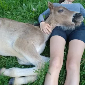 Skjanni vom Spirithof