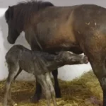 Skjanni an seinem 1. Tag